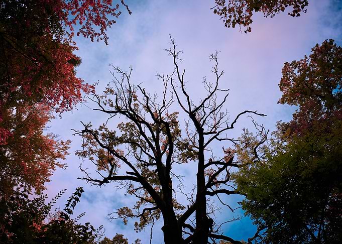 Old oak