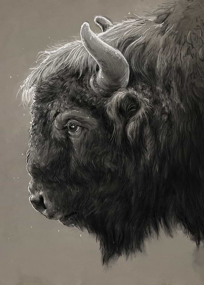 Monochrome Bison Portrait