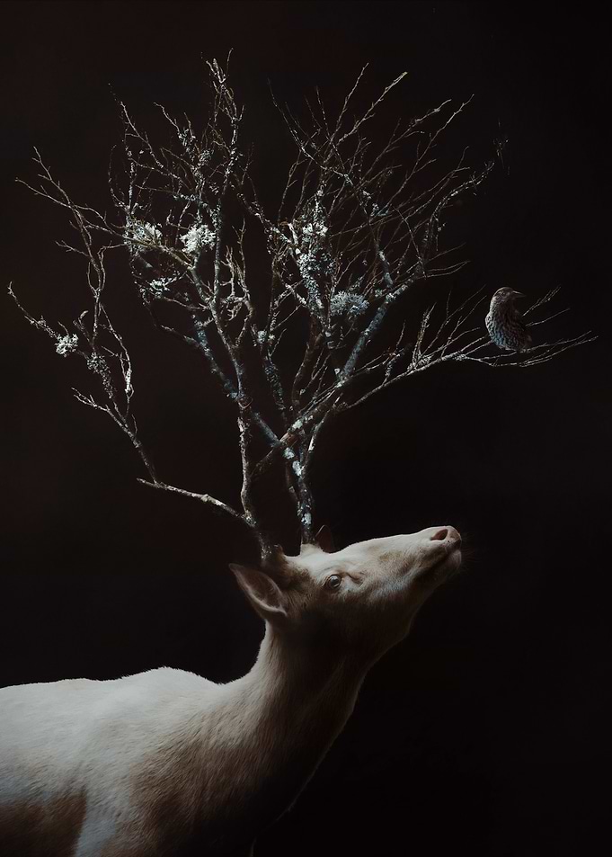White Stag and Nutcracker
