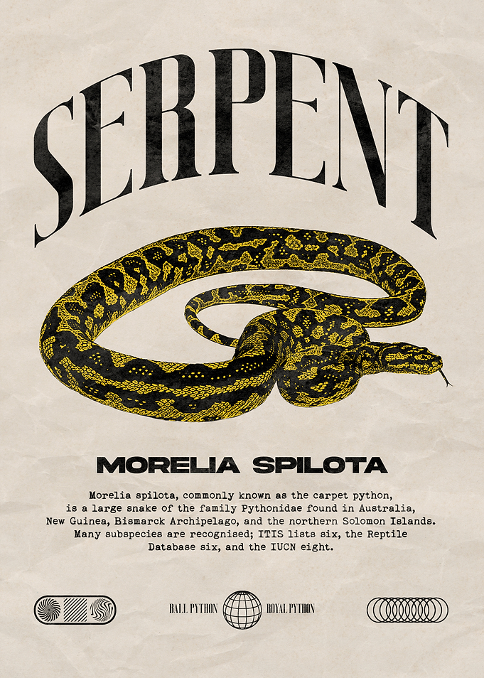 Carpet Python Morelia Spilota Poster