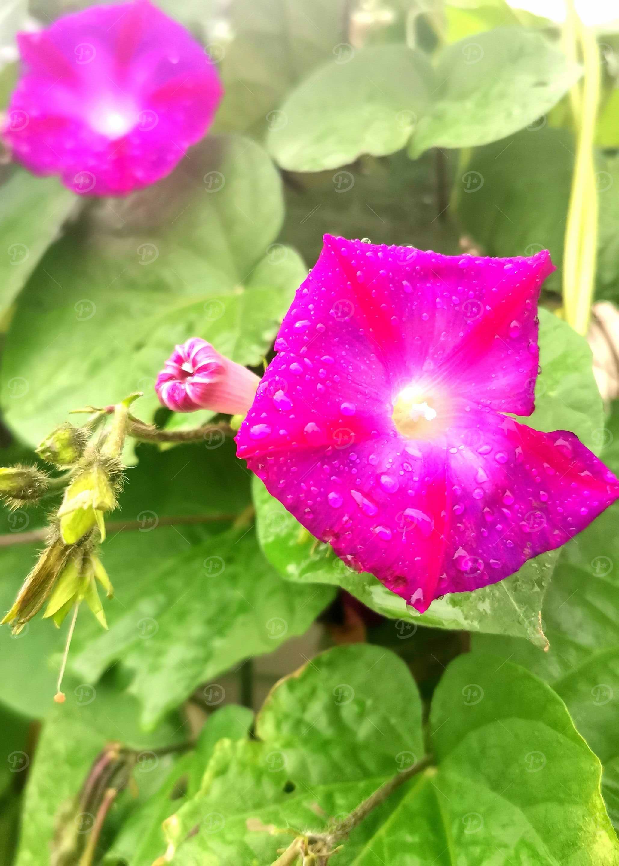 Pink Morning Glory Flowers with Dew
