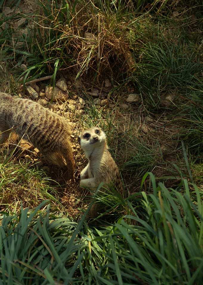 Meerkat Standing Alert in Grassy Habitat