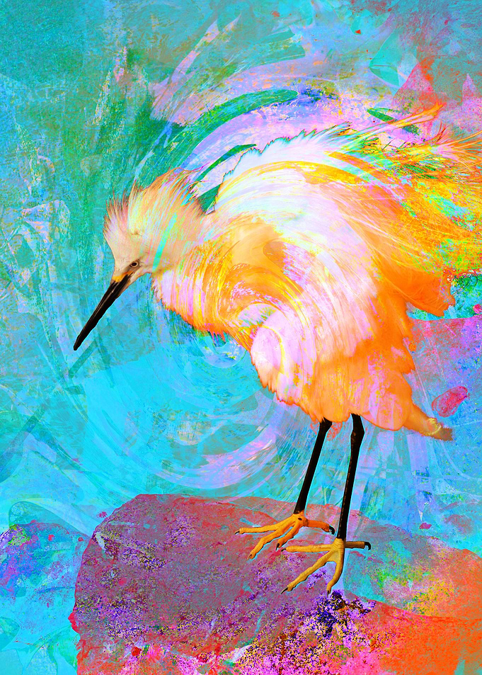 Fluffy Egret