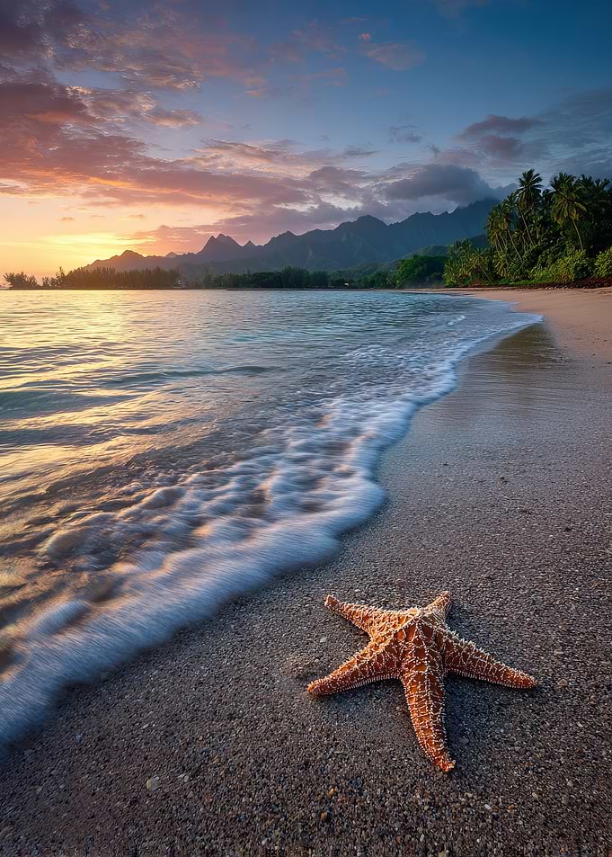 Starfish on Beach at Sunset