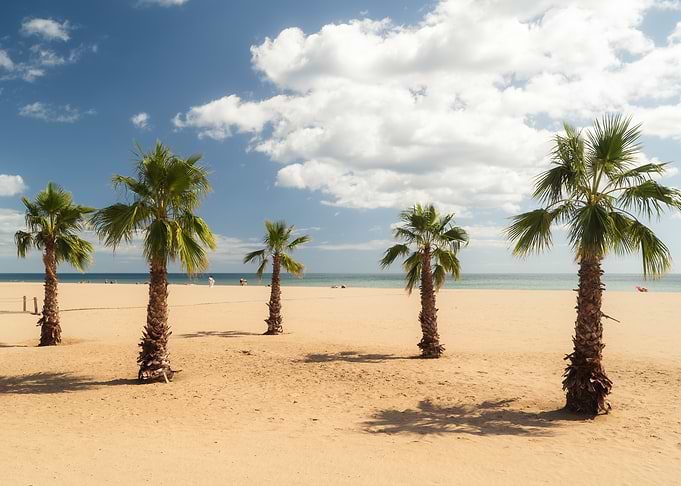 Palm Trees at Narbonne Beach
