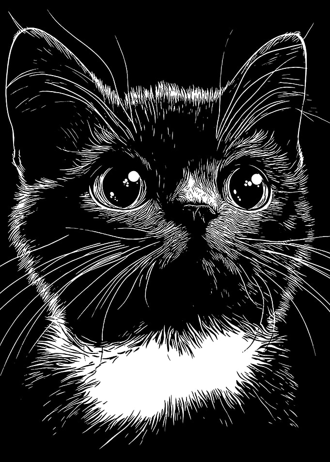Black and White Cat Portrait