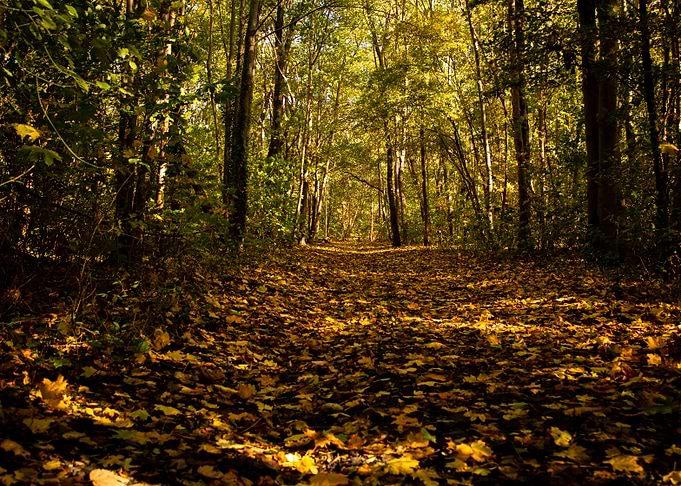 Autumn Forest Path