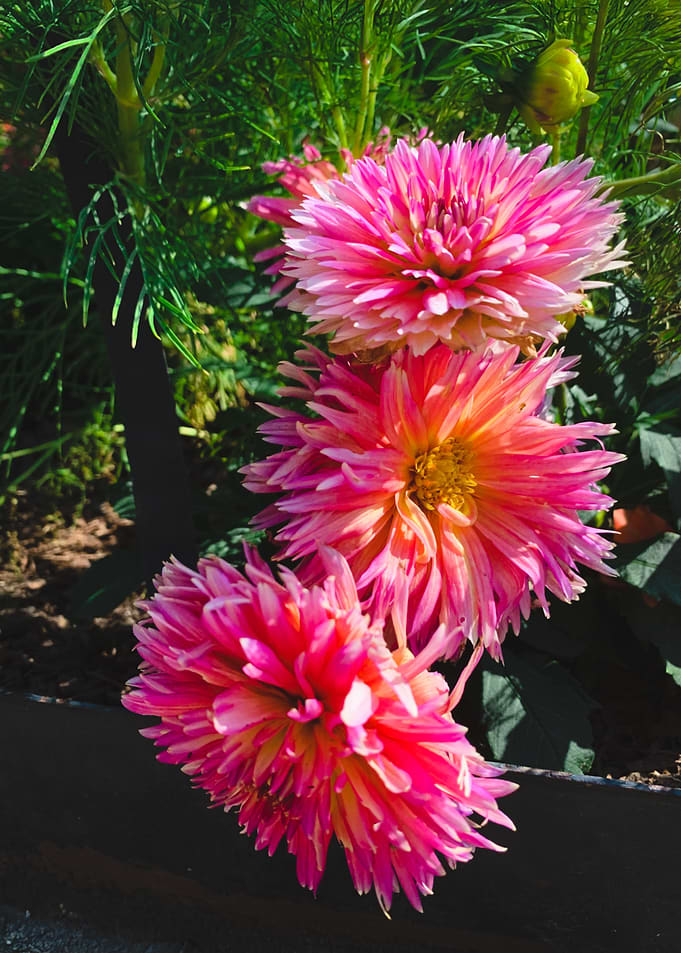 Pink Dahlia Flowers in Bloom
