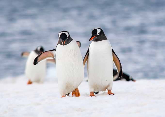 Gentoo penguins on Ice