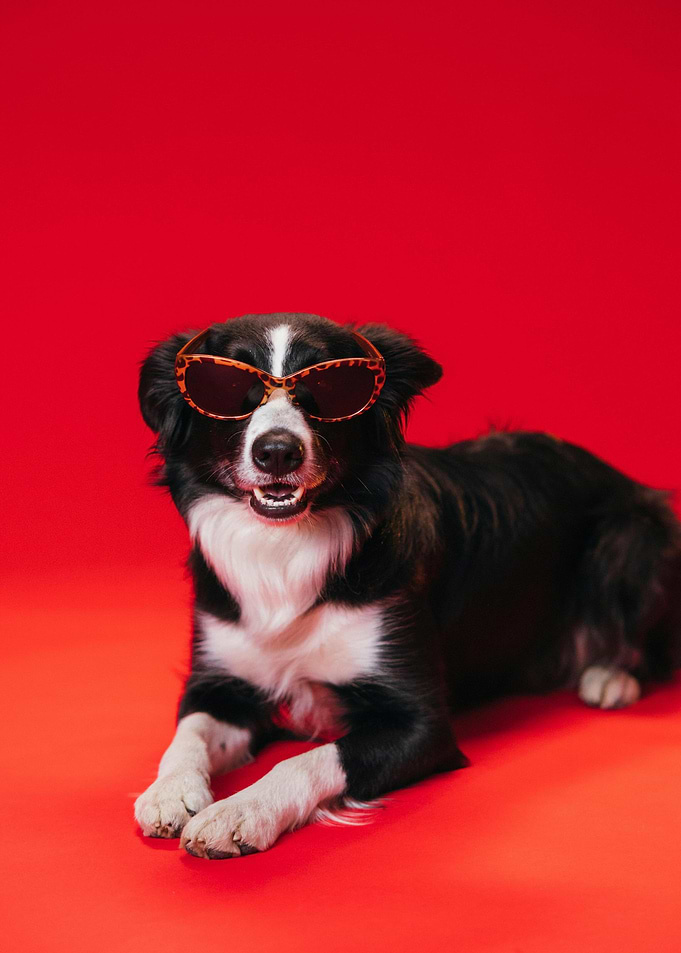 Cool Dog with Sunglasses on Red