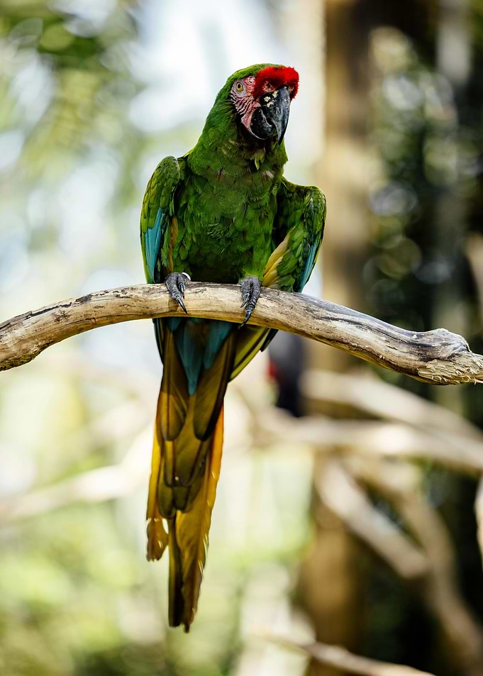 Green Macaw Perched on Branch