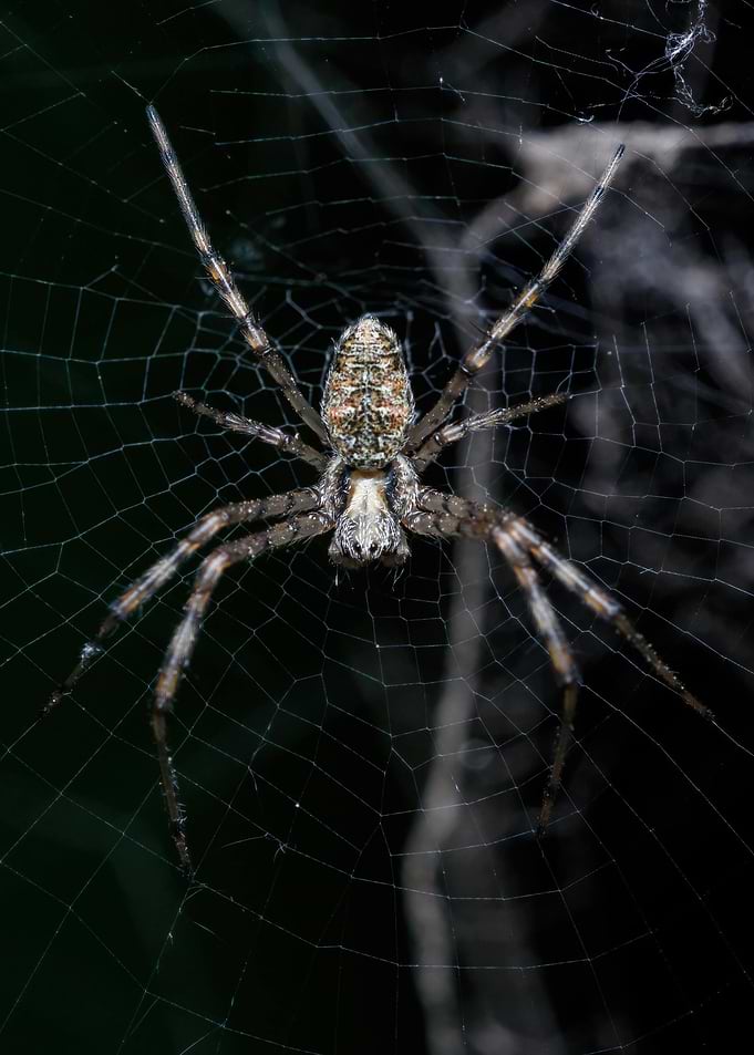 Spider in Web