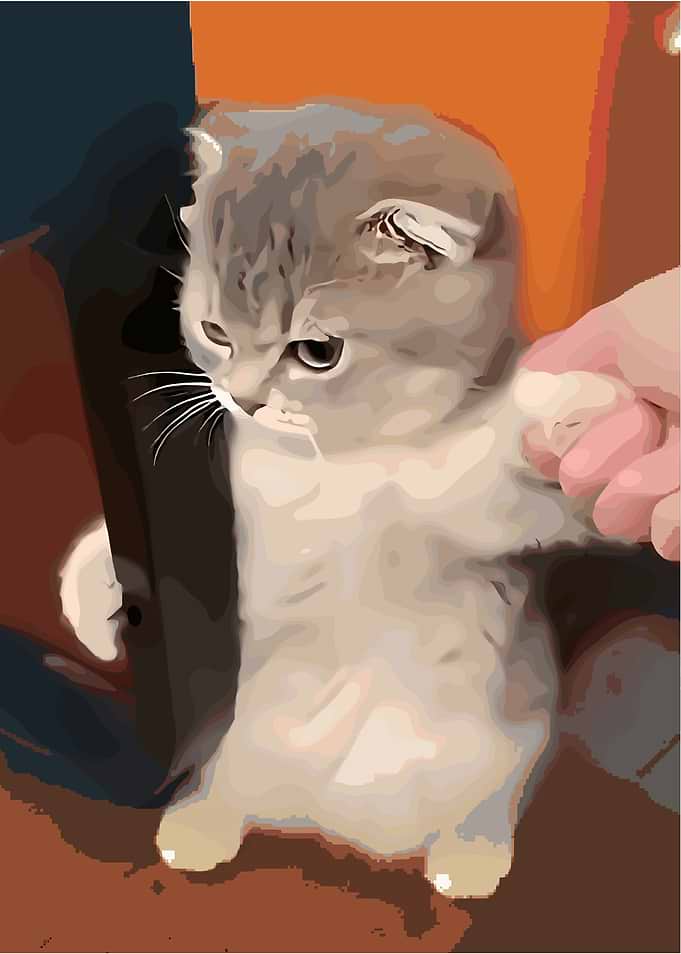 Cute Kitten with Folded Ears