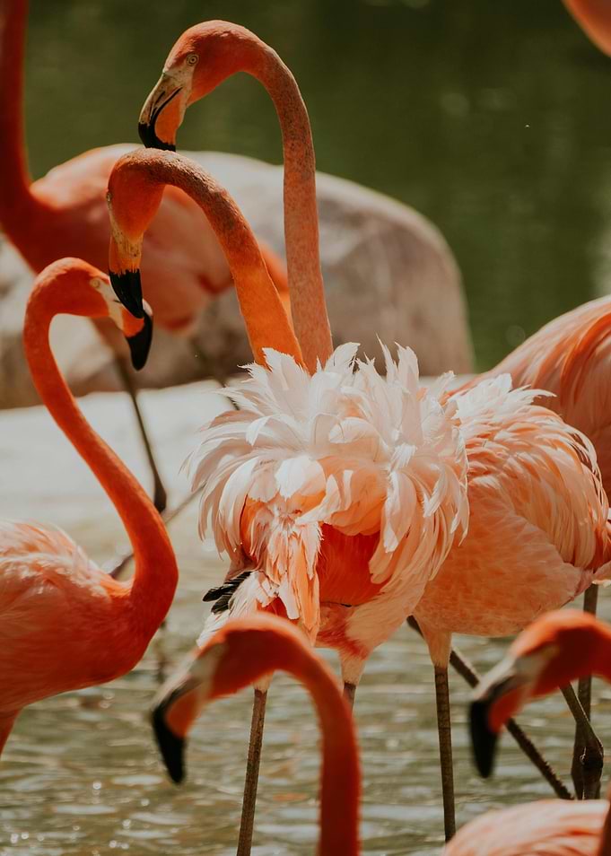 Flock of Flamingos in Natural Habitat
