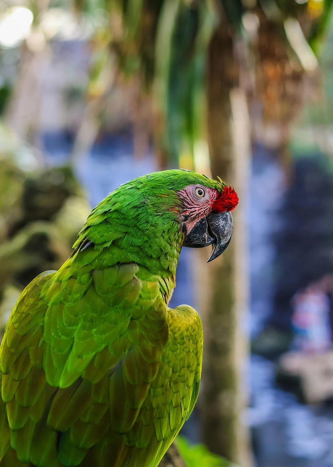 Green Parrot Portrait in Natural Setting