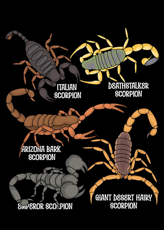 Scorpions Lover Kids Arachnology Emperor Scorpion