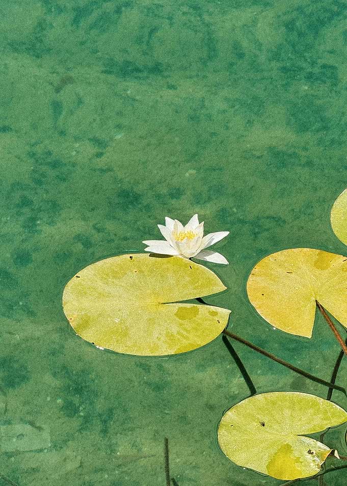 Water Lily on Lily Pads
