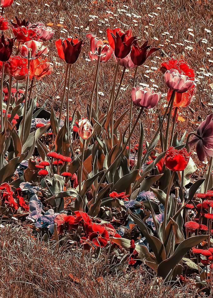 Tulips and Daisies in a Garden