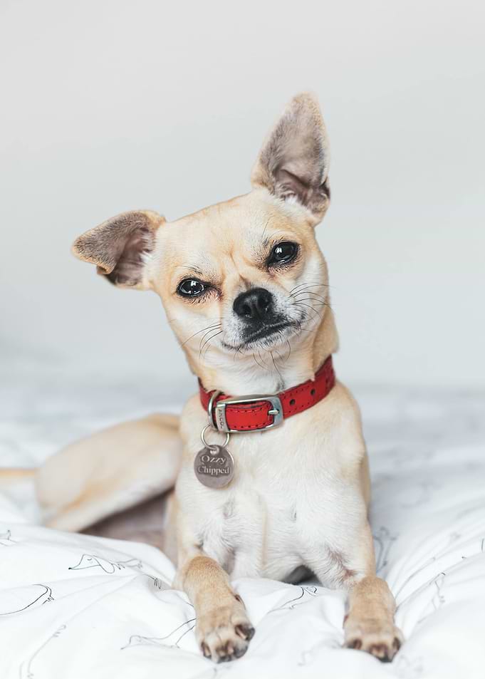 Chihuahua with Red Collar Portrait
