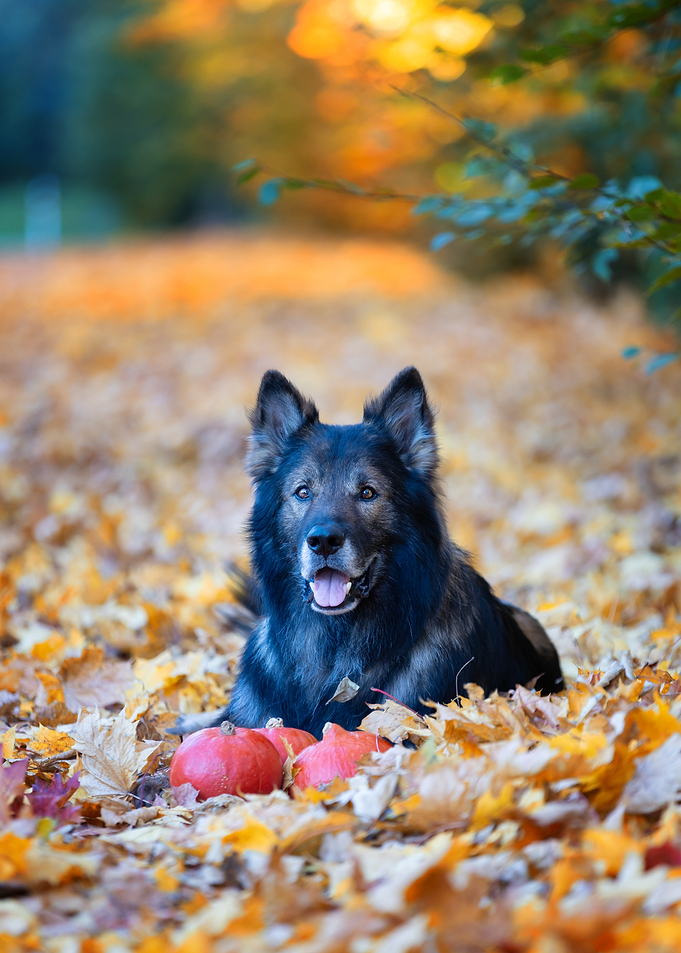 Dog in Autumn Leaves with Pumpkins