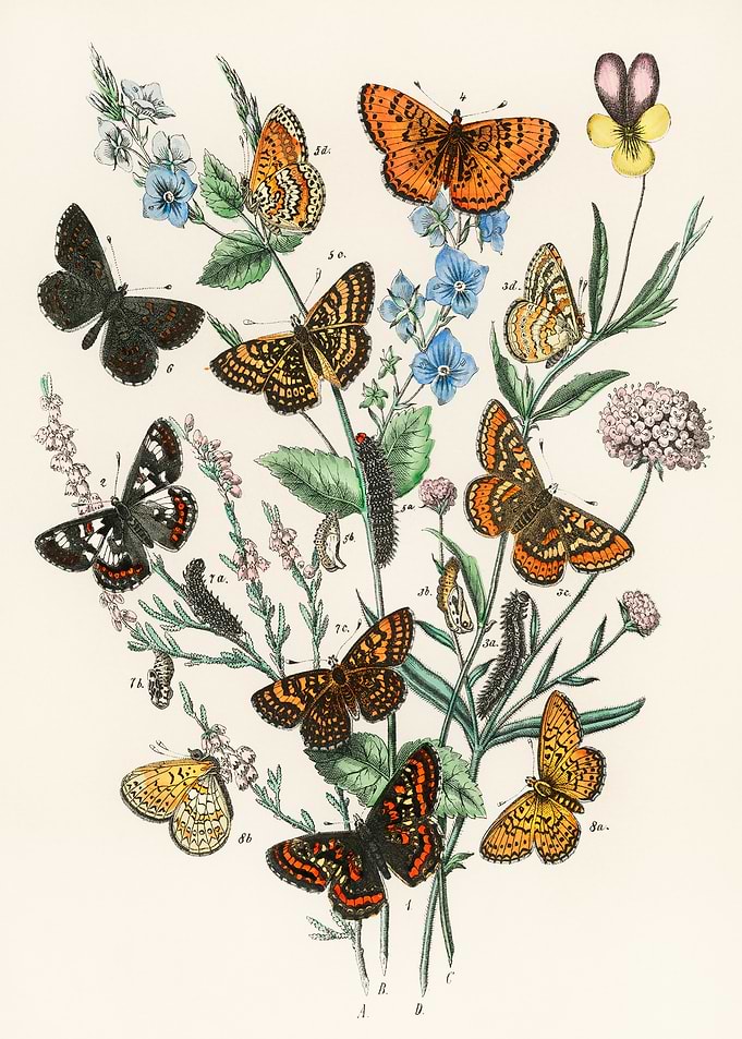 Vintage Butterfly and Flower Illustration