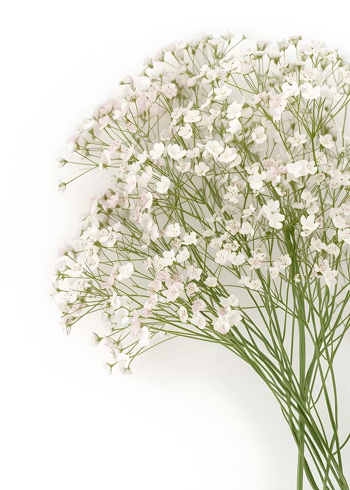 Whispers of Bloom – Delicate White Baby's Breath Flowers