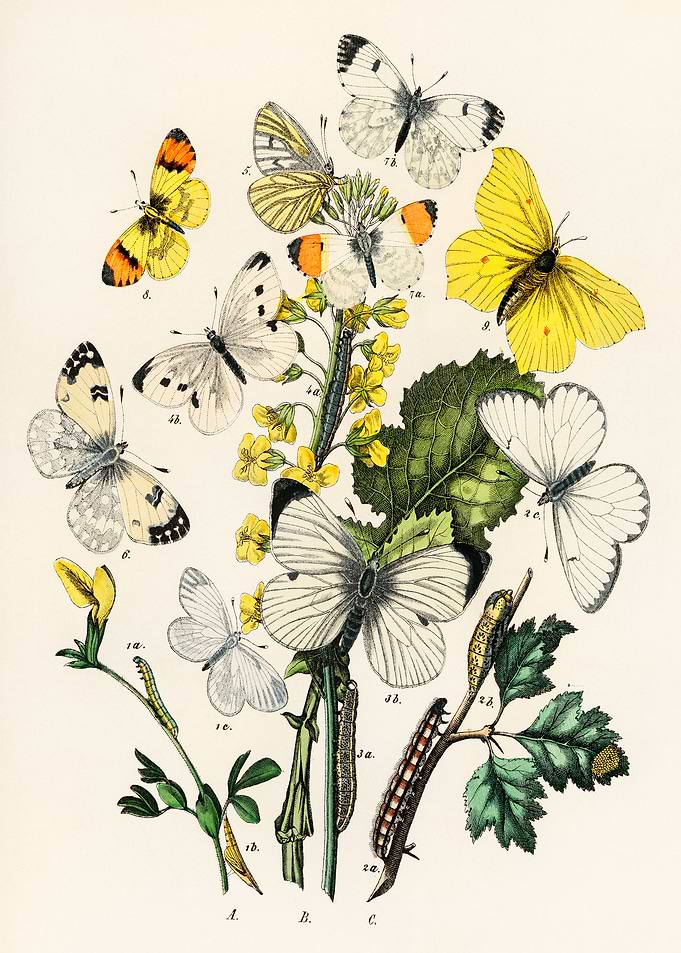 Vintage Butterfly and Caterpillar Illustration