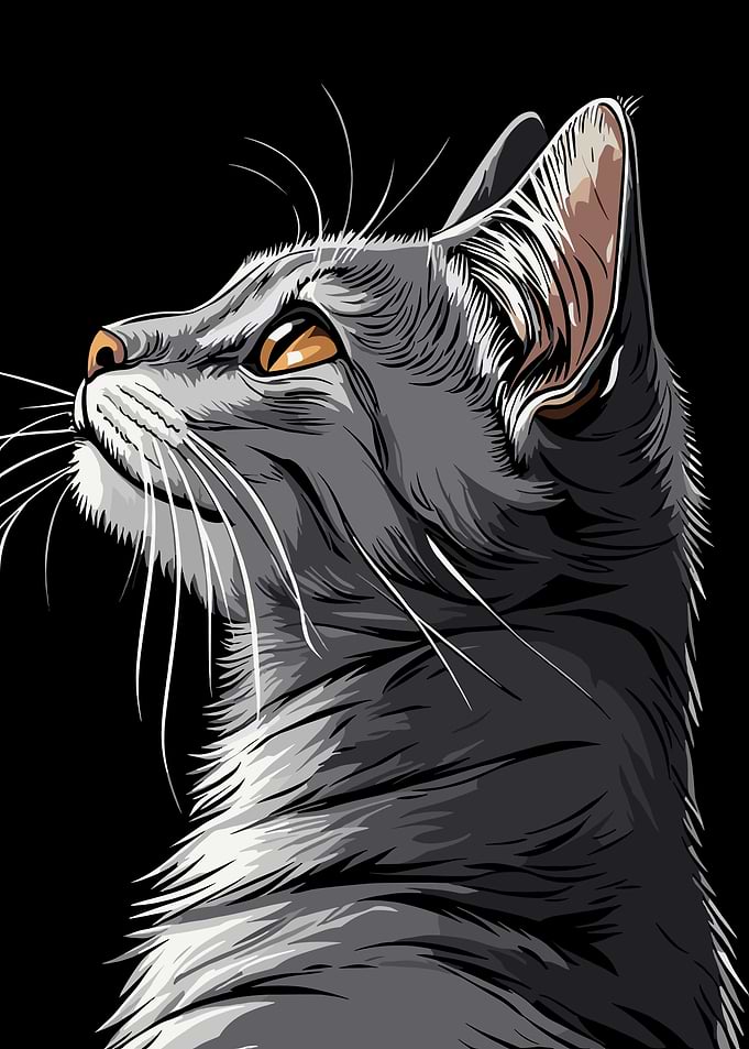Gray Cat Portrait on Black Background