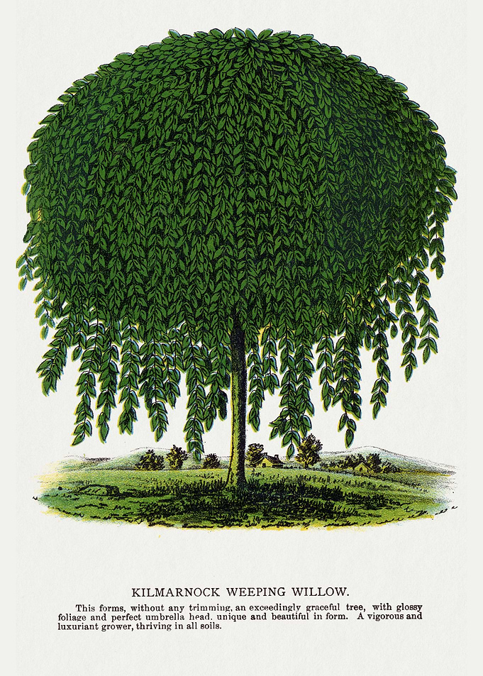 Kilmarnock Weeping Willow Illustration