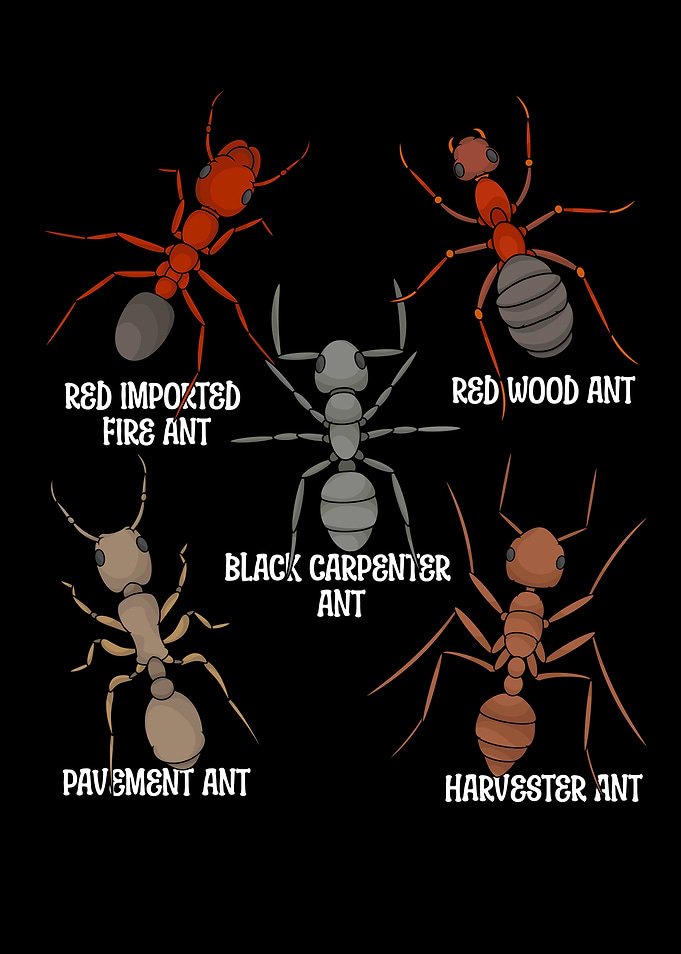 Ant Lover Kids Entomology Ant Species Red Ants