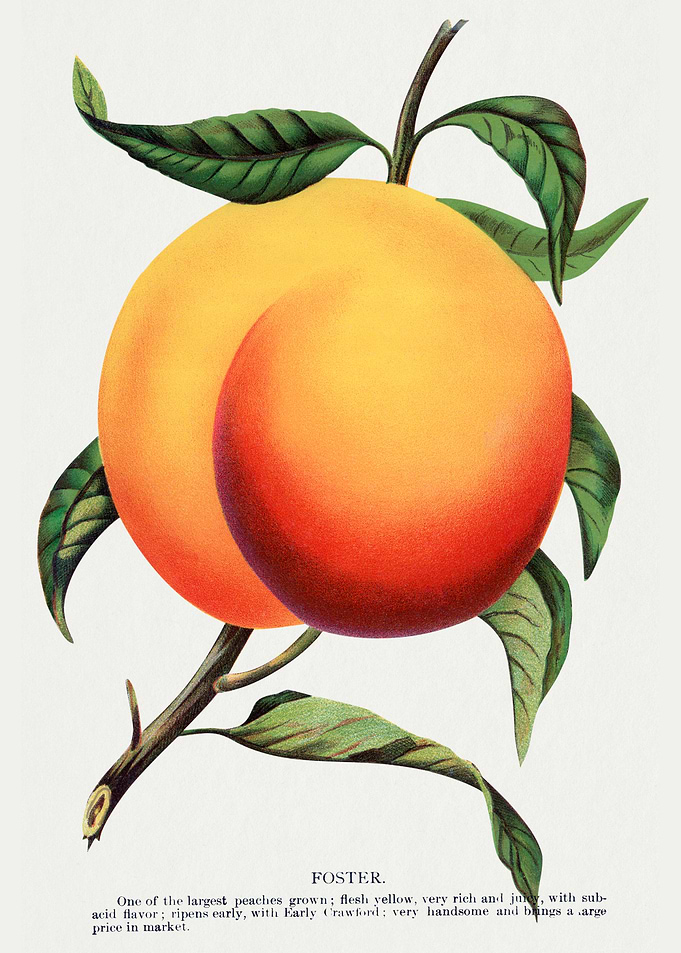 Foster Peach Vintage Botanical Illustration