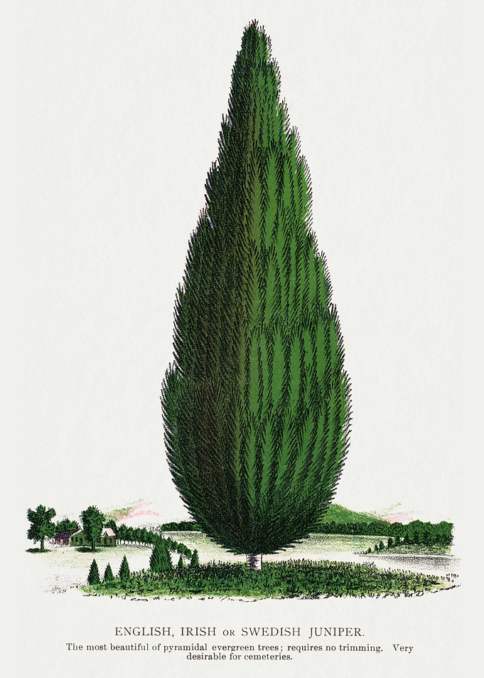 English, Irish, or Swedish Juniper