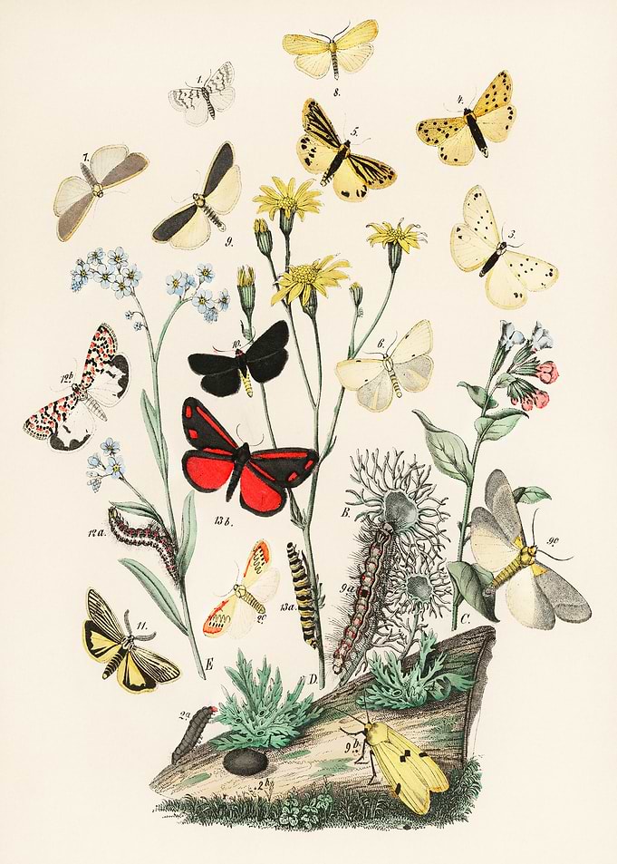 Vintage Butterfly and Caterpillar Illustration