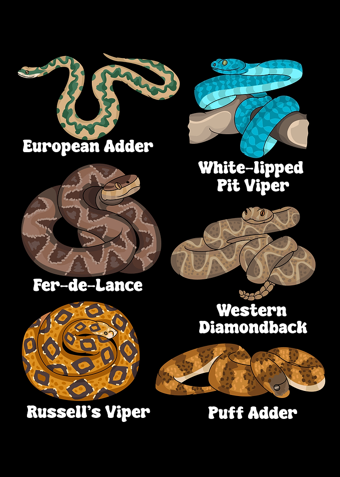 Snake Lover Kids Herpetologist Boys Species Snakes