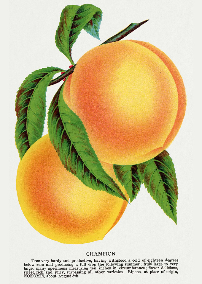 Vintage Peach Illustration