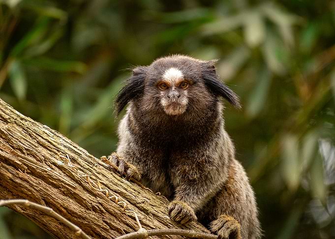 Marmoset Monkey on a Branch