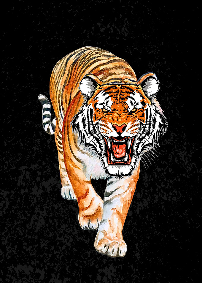 Roaring Tiger Watercolor on Black