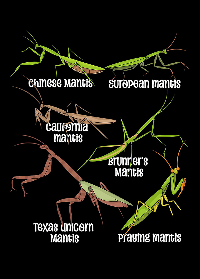 Praying Mantis Lover Kids Insects Species Praying Mantis