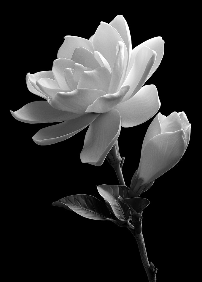 Monochrome Magnolia Blossom