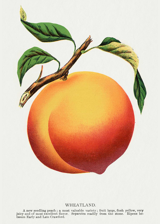 Wheatland Peach Vintage Botanical Illustration
