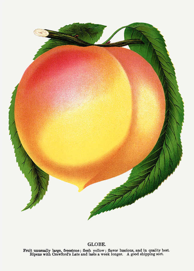 Vintage Peach Illustration