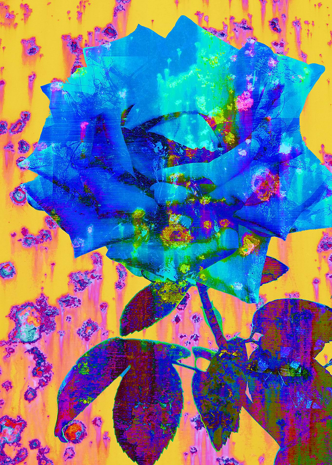 Blue Rose abstract