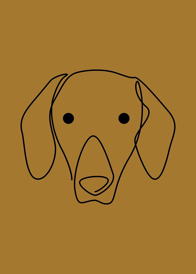 Dachshund