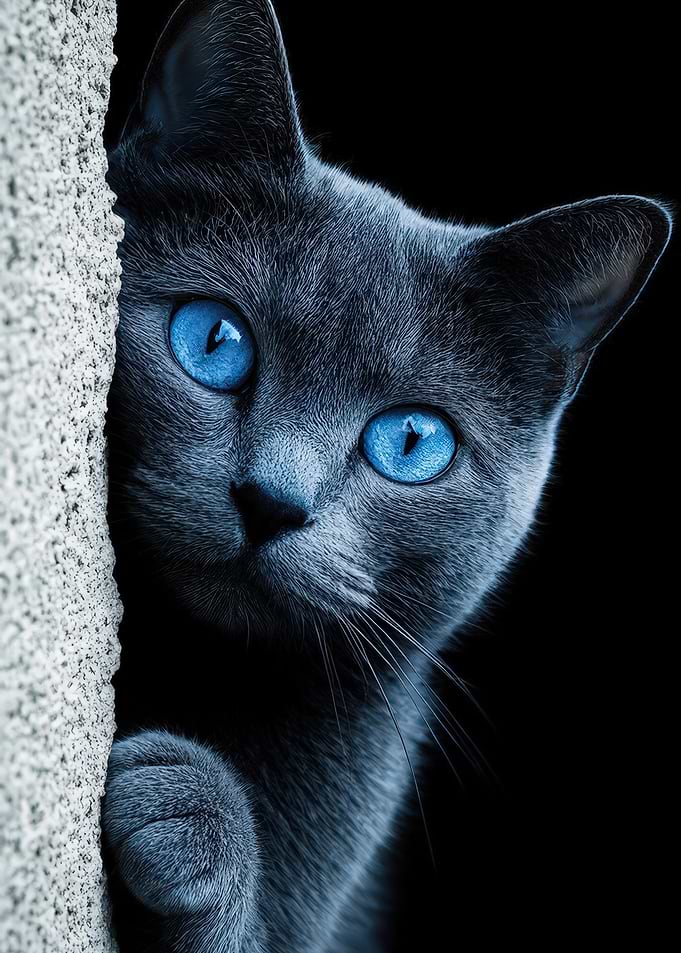 Blue-Eyed Cat Peeking