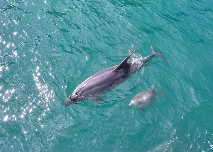 Dolphin and her Baby swimming in turquoise water