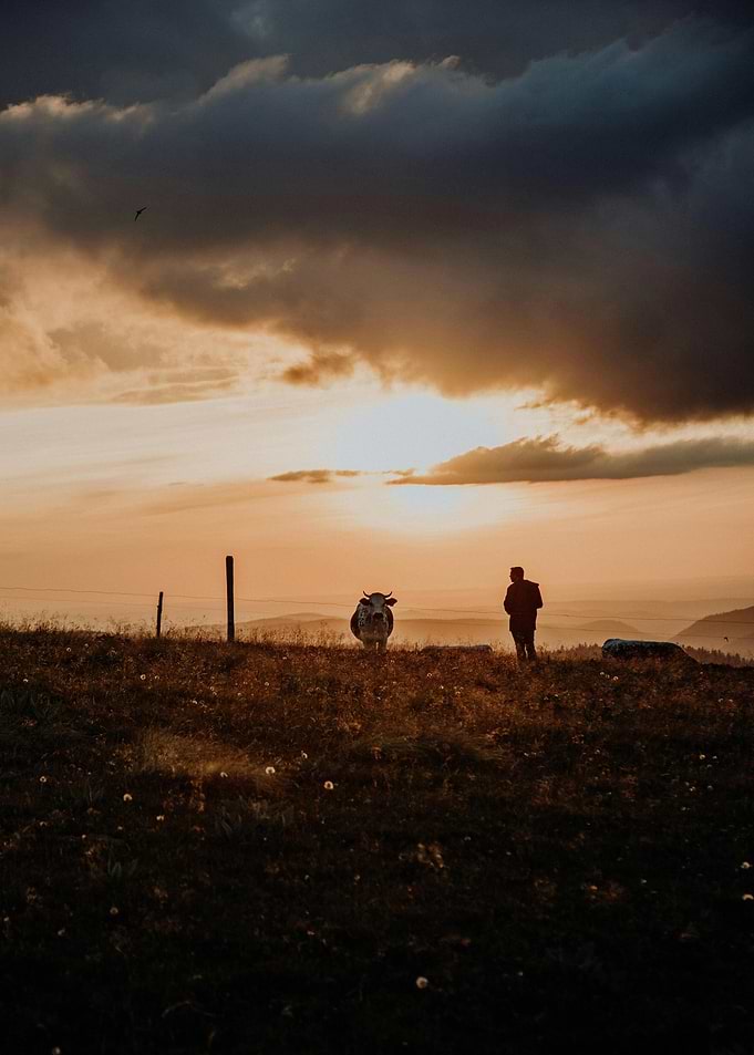 Sunset Meadow with Cow and Figure