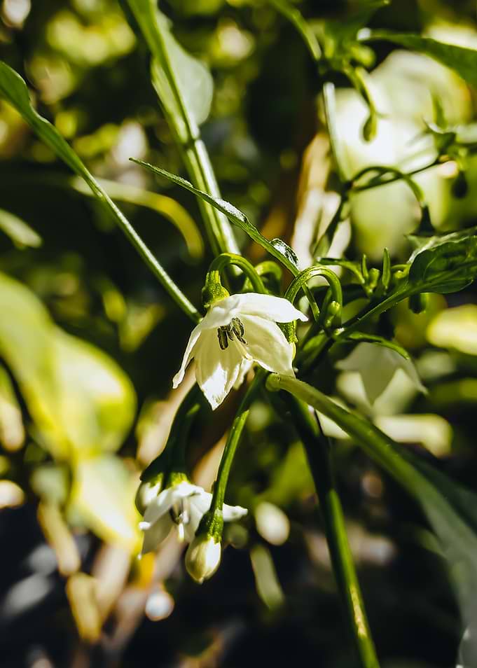 Delicate White Flower Blossom Close-Up