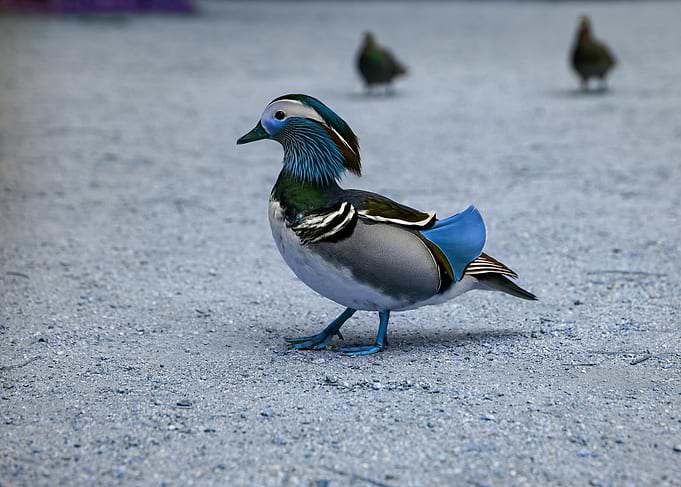 Mandarin Drake Portrait