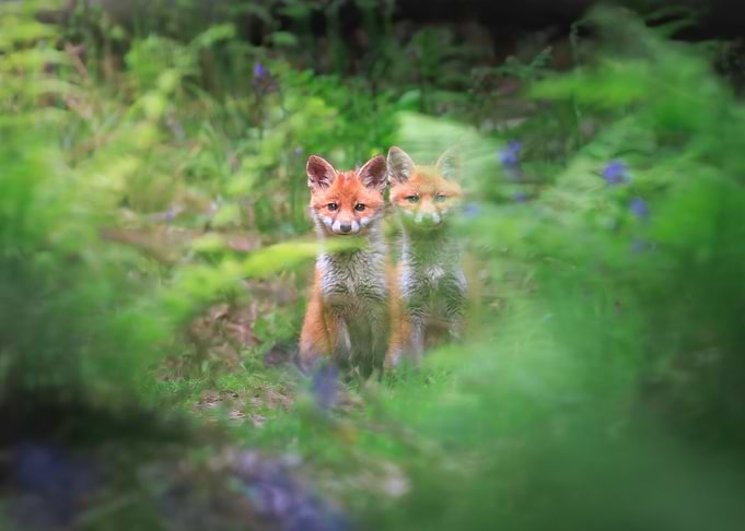 Two Fox Cubs in Greenery