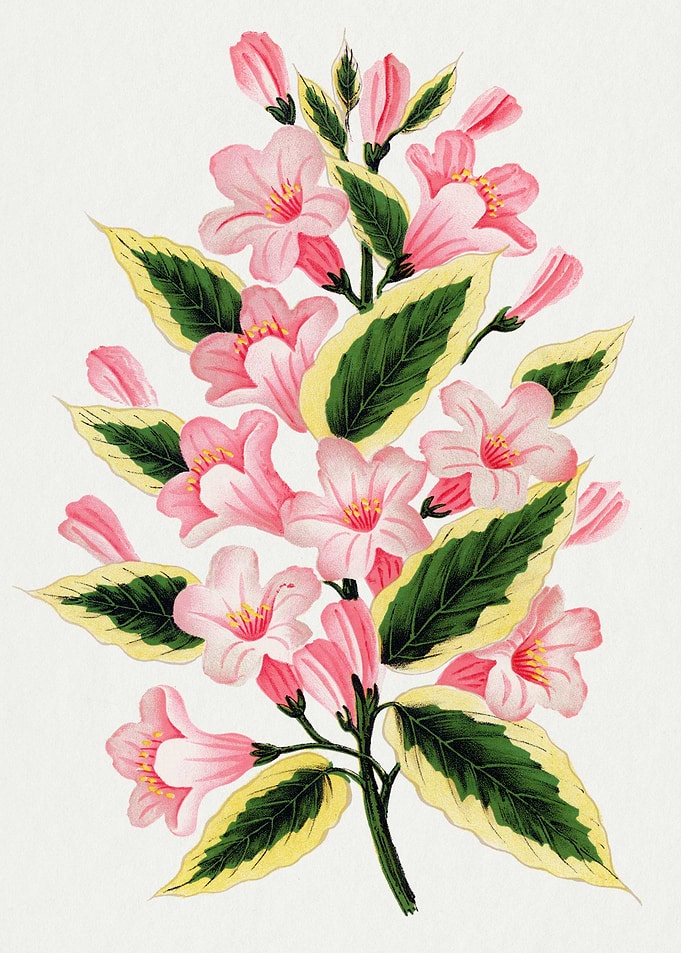 Pink Flowers and Green Leaves Illustration